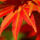 단풍미인한우영농조합 | 2024 내장산 단풍 여행 완벽 가이드: 주차, 케이블카, 맛집 후기 총정리!