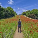 ◆(사진)올림픽공원 들꽃마루 양귀비 & ◆수원탑동시민농장 수레국화 이미지