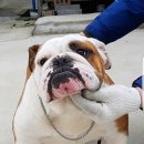 제나스테이 이미지