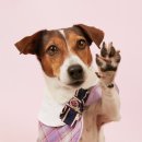 도그어스플래닛 이미지