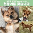 가출한 강아지를 찾습니다. 한번씩 확인 부탁해요 (사례금 지급) 이미지