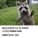라쿤솜사탕