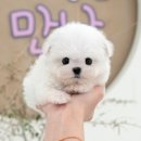 마산강아지분양 뽀뽀애견 | 마산애견샵 미유펫 괜찮아요