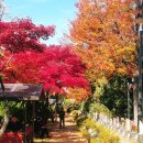 서초중앙로 96 (11) | 🍁 서울 도심 속 숨은 단풍 명소, 은정인 작가의 ‘서울 교대 캠퍼스 가을풍경’ 사진전 - 붉은 나무...