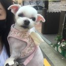 준펫