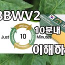 경북농업기술원 영양고추시험장 | 국산 식물병해 진단키트 '진단이'로 현장에서 빠르게 BBWV2(잠두위조바이러스2) 확인하세요!