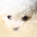 펫 갤러리아 이미지