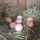 금호농장 이미지