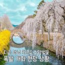 영산면사무소 | 지금 딱 만개 🌸 창녕 만년교 수양(능수)벚꽃, 지금 아니면 끝
