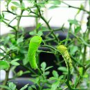 나비생태공원 이미지