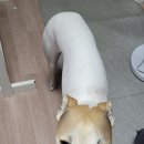 장수동물의료원 이미지