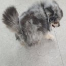 천호화이트애견미용학원