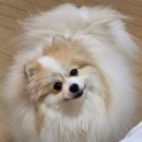 수애견미용실 | [익산] 어양동 애견미용실 목욕도 꼼꼼하게 하는 &#34;수애견네일&#34;