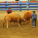 청도소싸움경기장 이미지