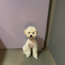 호텔 카푸치노 이미지