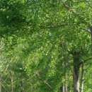 오월이네 이미지