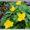 청옥산민박 이미지