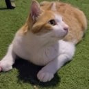 NR-43[포은대로]-하-12 | [블챌2 일상글] 찬찬이와의 여름 만남 두번째 이야기