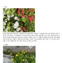 야외교육론 식물조사_20243204 김소희 이미지