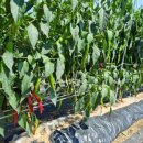 코스모스 민박 이미지