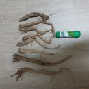 (자연산) 담금용 잔대 경매 합니다 이미지