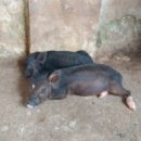 한일장신대학교 사회복지대학원 이미지