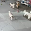 원애견&뭉까두까 이미지