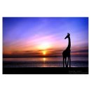 노스텔지어 이미지