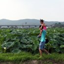 백화원연꽃영농조합법인 이미지