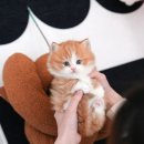 부산고양이분양 미유펫 이미지