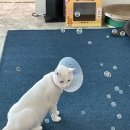 냥카페,루브 이미지