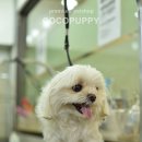 꼬야애견 이미지