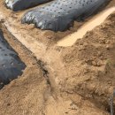 강수농장 이미지