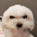 봄날동물의료센터 이미지