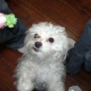 이소켄넬 이미지