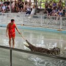 제일농장 | 파타야 볼거리 악어농장 입장권 후기
