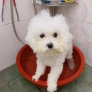 (주)디에이엑스 | 강아지 진드기 제거 엑토닐 샴푸 : 강아지 진드기 제거 샴푸 추천 엑토닐샴푸 구입처 가격