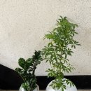 사파동129 이미지