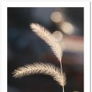 빛나는 강아지 이미지