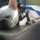 제리장군 이미지