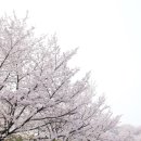 신석체육관 | 니콘 미러리스카메라 J5랑 봄 벚꽃놀이 촬영했어요.