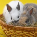 시지동물병원 이미지