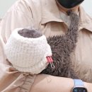 무마취 고양이 미용실 반할고양 이미지