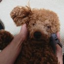 멍그루밍 | 몬도미오펫 더콤마V2 마사지장갑 너 무 좋 다 멍