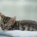 도로시펫 강아지고양이 부산점 네이버블로그