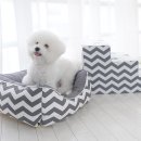 펫(PET)과 함께 이미지