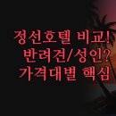 트라움호텔 | 정선 호텔 후기 | JS 그랜드 팰리스 VS 신축 트라움밸리 아리아리 | 반려견 동반 성인 전용 정책 총정리...