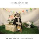 도그마루 강아지고양이 김해창원점 이미지