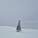 멜론버스(주) | [내돈내산/마이재팬] 비에이 후라노 버스투어 추천