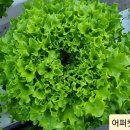 유럽샐러드 이미지